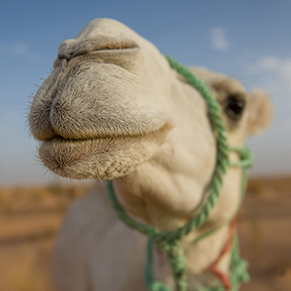 Dromedary camel